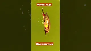 Жук плавунец замёрз во льдах