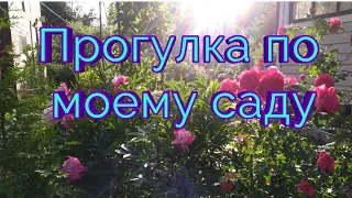 Прогулка по моему саду.🤗 Дачный влог 3 августа 2019г. Покажу Вам свой сад. 🤗😉Всё кроме роз.💮🌸🌲