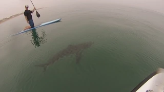 GREAT WHITE SHARKS SURFING