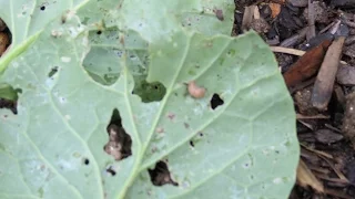 How to Use & Make Neem Oil Spray: Clearly Identifying Whiteflies, Asparagus Beetles, Snails & Slugs