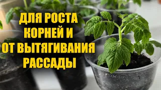 ДЕД 50 ЛЕТ ТАК ДЕЛАЕТ! ДЛЯ РОСТА КОРНЕЙ И ОТ ВЫТЯГИВАНИЯ РАССАДЫ, ПОЛЕЙТЕ ЭТИМ ТОМАТЫ, ПЕРЦЫ, ОГУРЦЫ