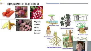 Сравнительно анатомические доказательства эволюции. Биология 11 класс.