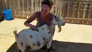 Signs Your Goat Is About To Have Babies