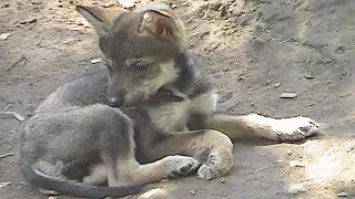 A Chorus of Howls - Exciting for Mexican Wolf Pups