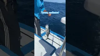 Рыбалка Пхукет! Первый тунец! #пхукет #таиланд