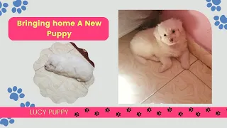 Bringing Home A New Puppy 😍 IGot A Maltipoo Puppy😍 life with a maltipoo puppy