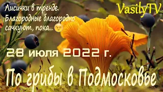 🌳По грибы в Подмосковье 28 июля 2022 г.🌳Лисички в тренде. Благородные благородно сачкуют, пока…😉