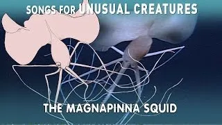 Magnapinna Squid | Songs for Unusual Creatures | PBS Digital Studios