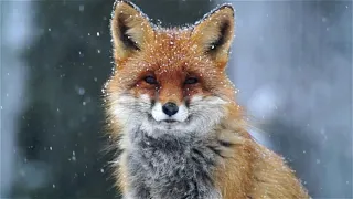 Foxes are very beautiful animals | YouTube Shorts | Animal Tv #animalsvideo