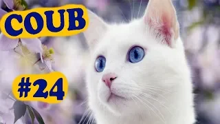 COUB COMPILATION #24 | [18+] | октябрь 2019 (11 минут)