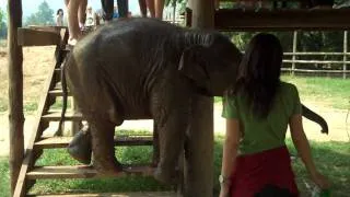 Baby elephant on stairs