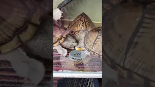 Turtle feast on their own Egg