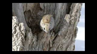 尻尾を背中にたたむエゾモモンガ（Ezo flying squirrel）