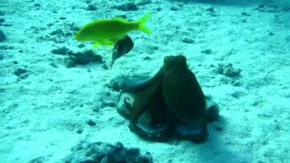 Octopus Changing Color For Camouflage, Caught In The Red Sea