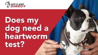 Does my dog need a heartworm test?