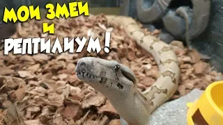 ПРО ЗМЕЙ и РЕПТИЛИУМ 🐍🐢🦎