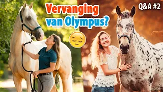 Wat heeft mijn nieuwe paard GEKOST en is hij VERVANGING van Olympus? | felinehoi Q&A