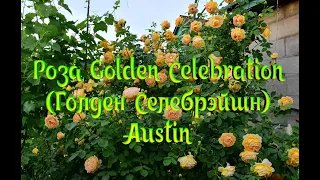 Роза Golden Celebration (Голден Селебрэйшн) Austin