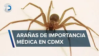 Veneno de araña violinista y viuda negra es de importancia médica; qué hacer si me muerde una