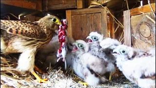 Kestrel Falcon - Nesting life and interesting facts + English subtitles