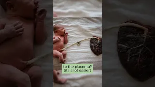 'Placenta' Explained: What is it? (Short)