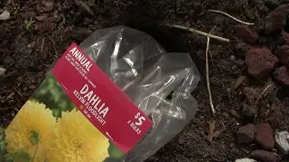 Dahlia Kelvin Floodlight Bulbs (Just Dug, Drop & Done) All Summer, Annual | Garden Q 20180204131024