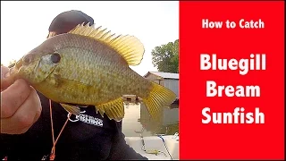 CATCHING BLUEGILL & BREAM - HOW TO CATCH BLUEGILL - CATCHING BLUEGILL FOR CATFISH BAIT