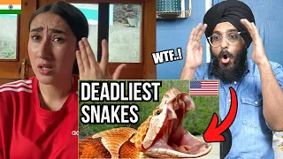 Indians React to The Most DANGEROUS SNAKES In The UNITED STATES