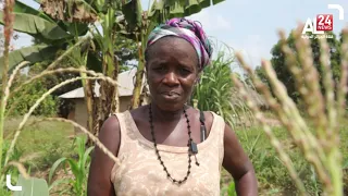 Sierra Leone, Female farmers make profits and peace