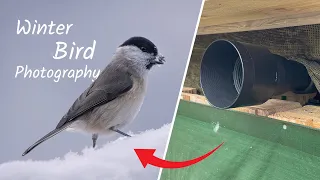 Taking STUNNING Bird Photos in Snow - Winter Bird Photography