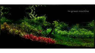 Huge Aquascape Tutorial Step by Step- Spontaneity by James Findley for The Green Machine