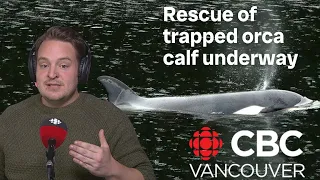 Rescue of trapped killer whale calf underway