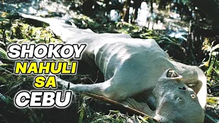 SHOKOY NAHULI SA CEBU | 5 MISYERYOSONG NILALANG NATAGPUAN SA PILIPINAS | Kienn Thoughts