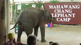 Elephant poops on the audience. Prikol. Слон какает и писает на зрителей во время шоу