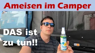 Ameisen Invasion im Van | Diese #hausmittel haben funktioniert! | #vanlife #wohnmobil #camper