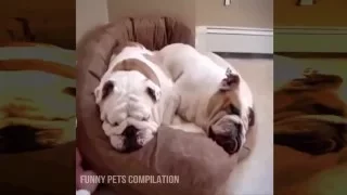 Funny Pug video compilation - Funny dogs pug ultimate