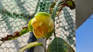 #magnolia, egg magnolia in bloom, #rareplants