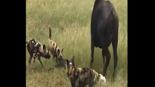 wild dogs takes 5 buffalo calves in an epic feeding frenzy