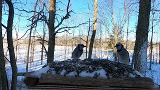 10 Hours - Backyard Blue Jays - Feb 28, 2021