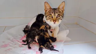 Someone abandoned poor mother cat and her 4 newborn kittens at the door of my home.