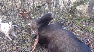 ОХОТА на ЛОСЯ.Moose hunting