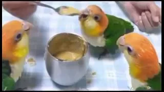 parrot videos - parrots dancing - a funny parrot videos compilation || new hd