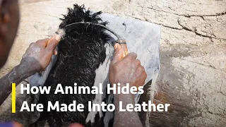 How Leather Is Made From Animal Hides | Leather Tanning Process