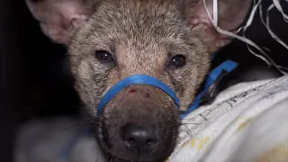 Meet Robby, one of 50+ dogs rescued from the dog meat trade in Indonesia