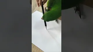 Eclectus writing on a paper 😳