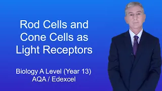 A Level Biology Revision (Year 13) "Rod Cells and Cone Cells as Light Receptors"