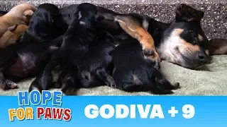 A stray dog walked into a yard and gave birth to 9 puppies. Watch for the PIG at the end  :) #puppy