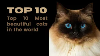 Discover the Top 10 Most Beautiful Cats in the World | Stunning Feline Breeds