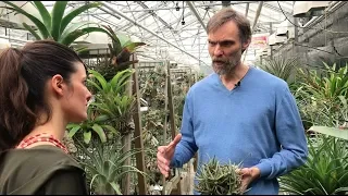 Tillandsia Tour - Utrecht Botanic Gardens: Part 1 - Plant One On Me — Ep 086