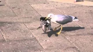 Чайка ест голубя/Seagull eats pigeon